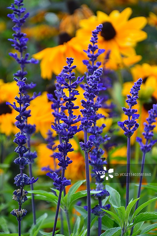 俄罗斯田野上的紫色开花植物特写图片素材