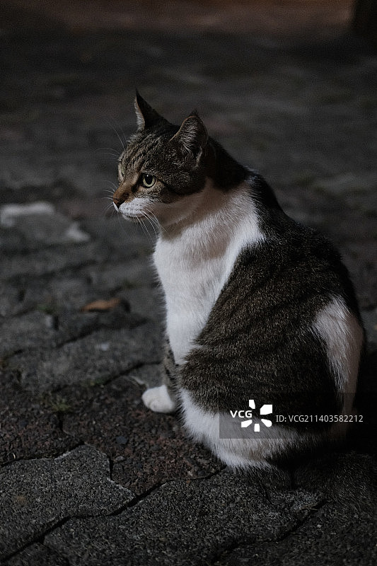 猫坐在户外的特写图片素材