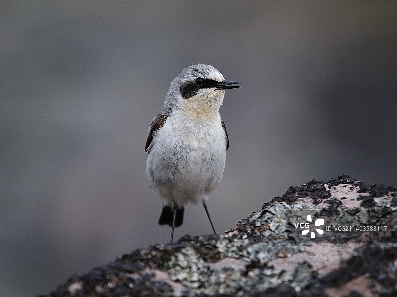 栖息在挪威克罗格内斯岩石上的鸣禽特写图片素材