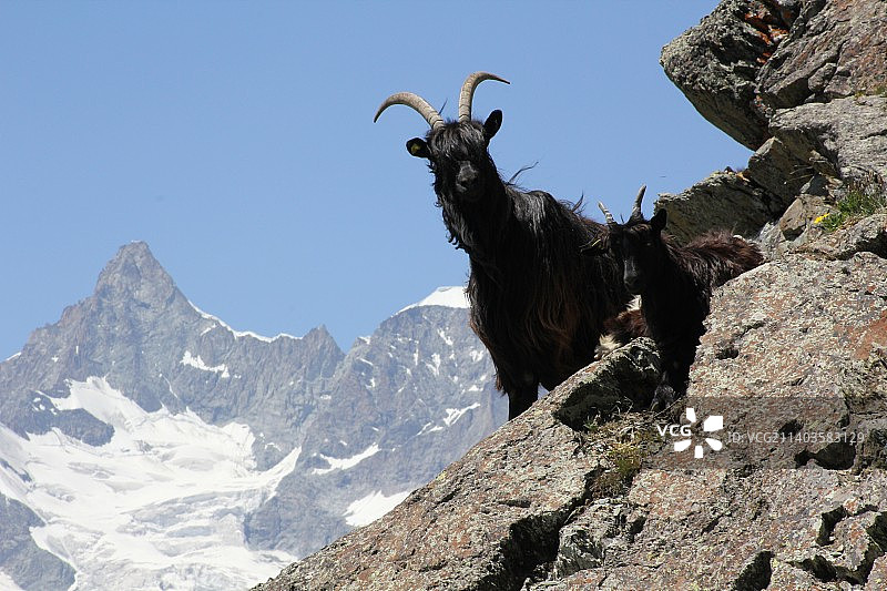 低角度拍摄的站在岩石上的山羊，背景是晴朗的天空图片素材