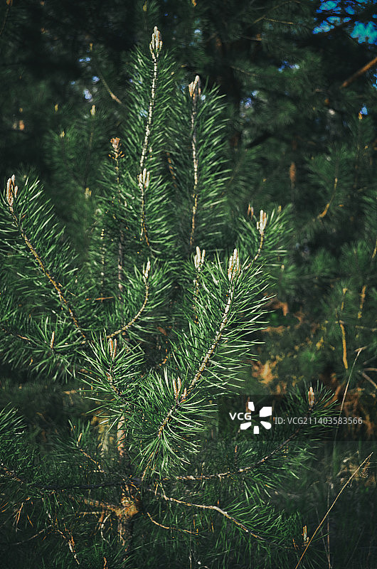 松树的特写图片素材