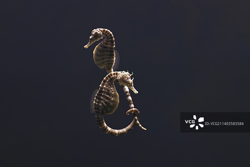 蛇在黑色背景前，意大利热那亚斯皮诺拉桥特写图片素材