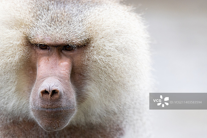 阿拉伯狒狒特写图片素材