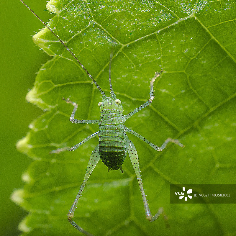 蛛网上的蜘蛛特写图片素材