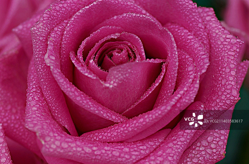 湿粉色玫瑰特写图片素材