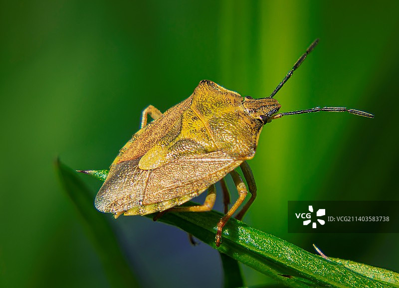 树叶上的昆虫特写图片素材
