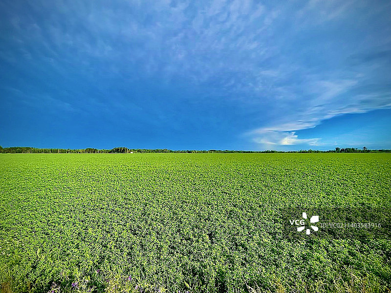 威斯康星州苜蓿田上空的暴风雨图片素材