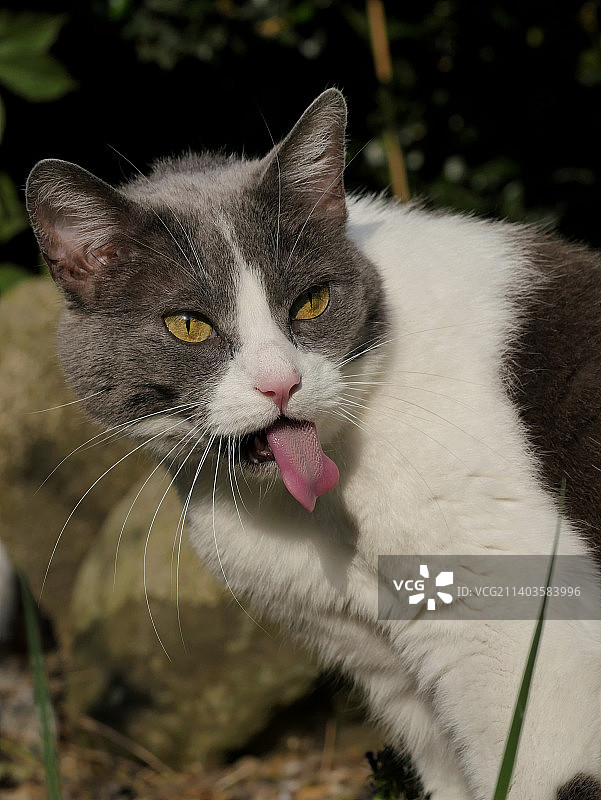 猫的特写肖像图片素材