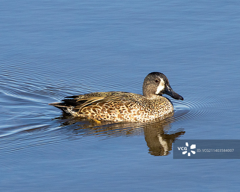 绿头母鸭游泳图片素材