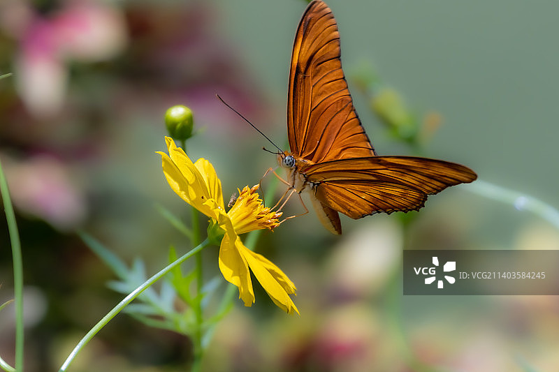 马来西亚蝴蝶黄花授粉特写图片素材