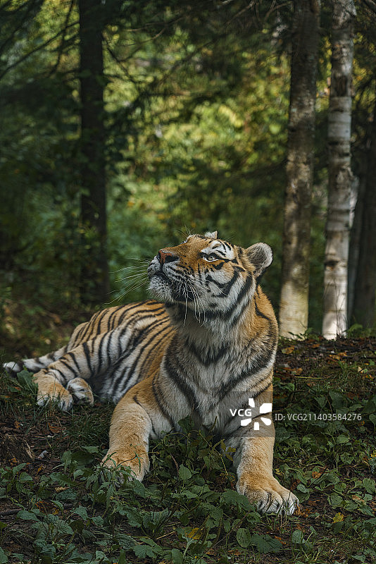 森林中坐卧的老虎肖像图片素材