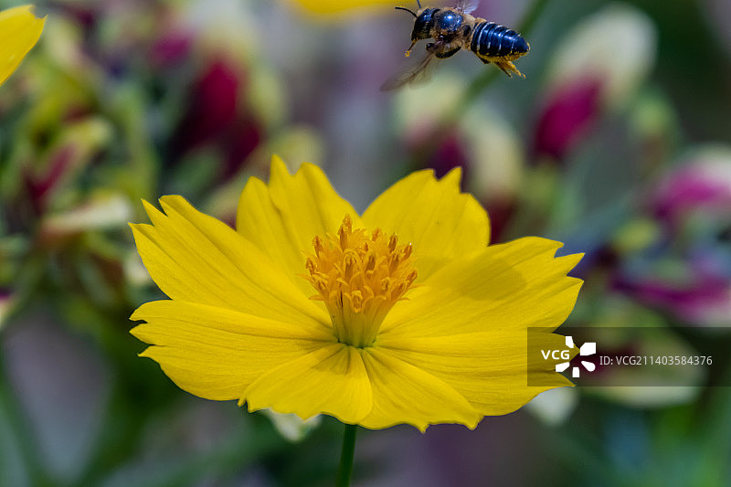 一只蜜蜂飞过黄色波斯菊花，马来西亚雪兰莪州八打灵再也图片素材