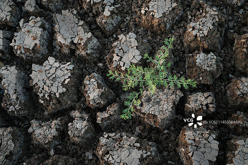 田野上生长的植物的完整画面图片素材