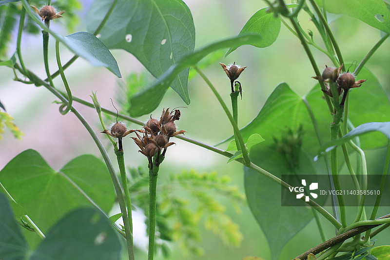 昆虫在植物上的特写图片素材