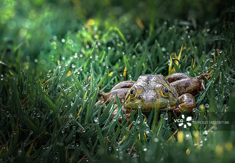 草地上非洲牛蛙的特写图片素材