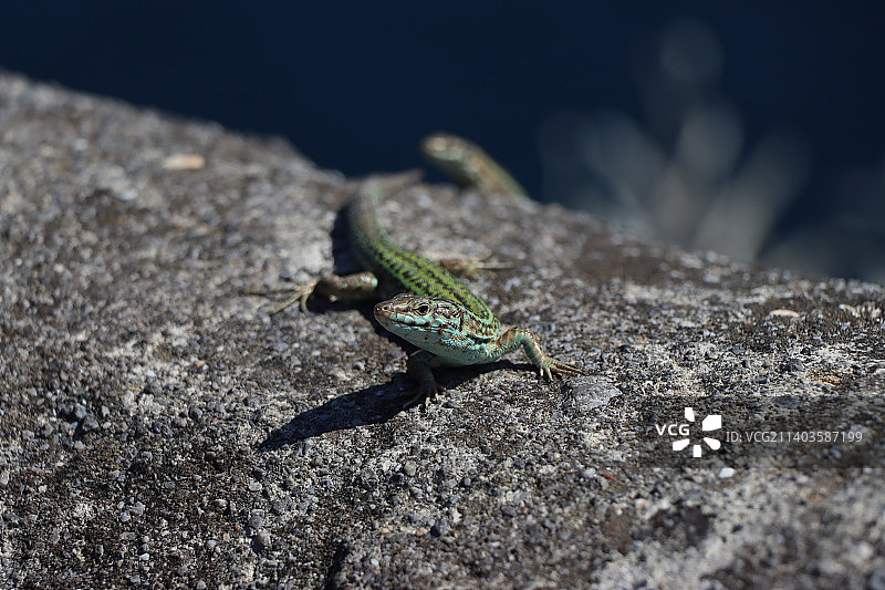 西班牙巴斯克地区岩石上的普通墙蜥蜴特写图片素材