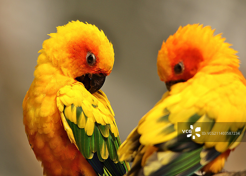 特写：栖息在树枝上的鹦鹉，法国热带公园图片素材