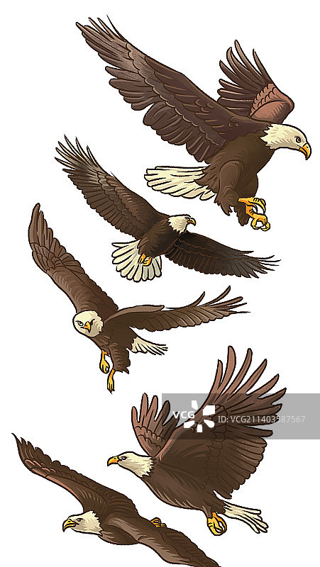 国风老鹰插画图片素材