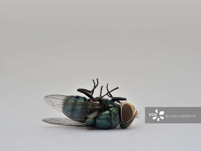 白色背景上的死苍蝇图片素材