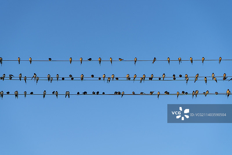仰视视角：鸟儿栖息在保加利亚的电缆上，背景是晴朗的蓝天图片素材