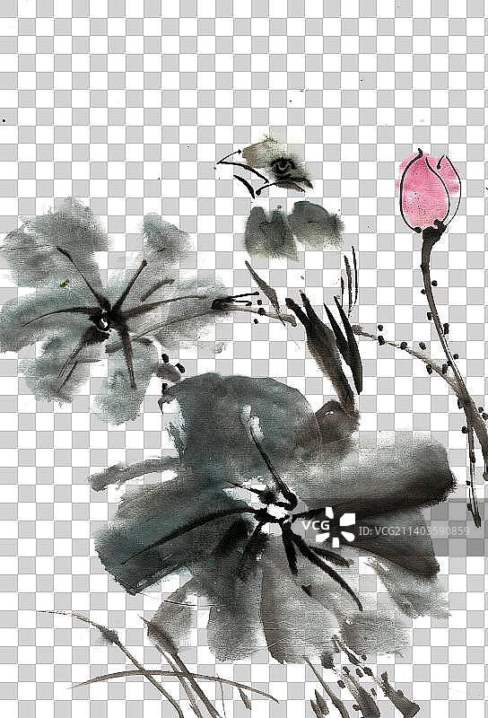 荷叶上的小鸟图片素材