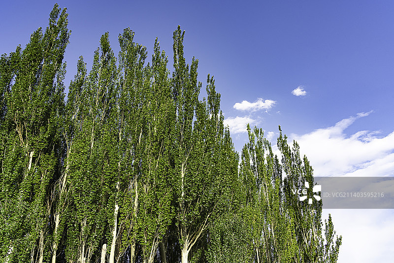 大西北的白杨树图片素材