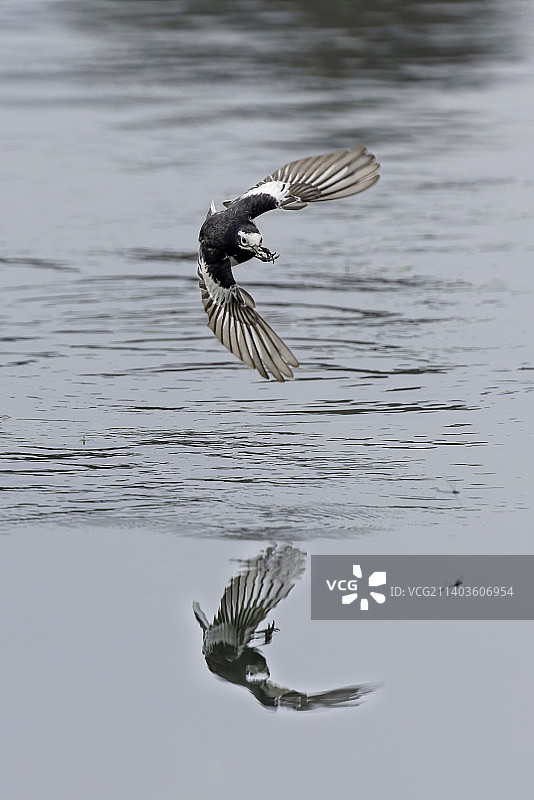 白鹡鸰空中急转图片素材