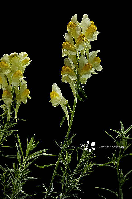 柳穿鱼（常见的柳穿鱼，黄色柳穿鱼，黄油鸡蛋花）图片素材