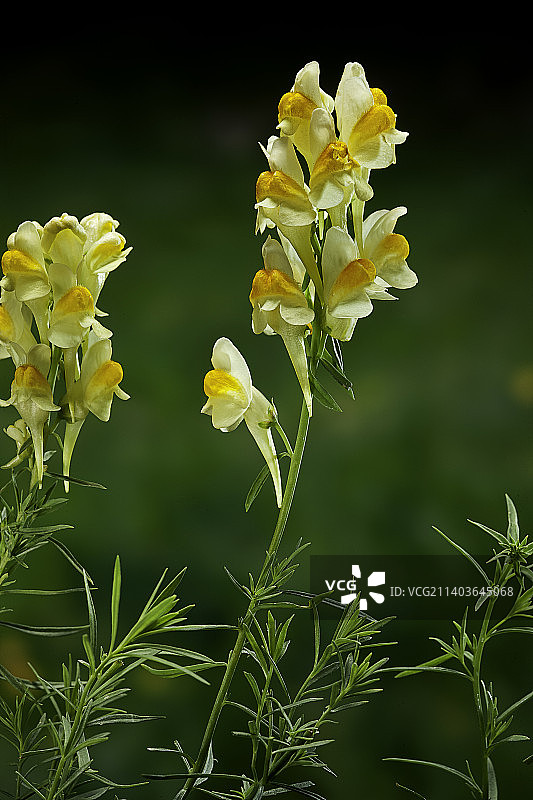 柳穿鱼（常见的柳穿鱼，黄色柳穿鱼，黄油鸡蛋花）图片素材
