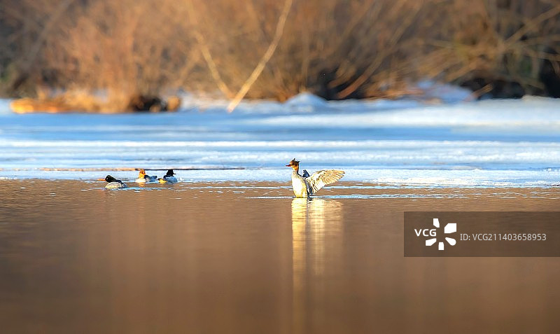 长白山里觅秋沙～图片素材