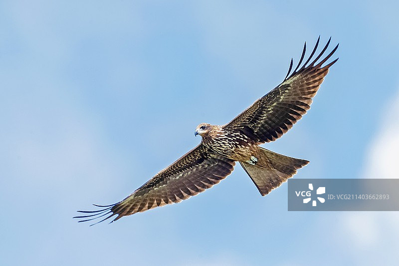 黑耳鸢图片素材