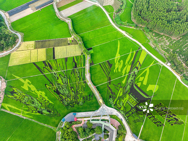 《广西宾阳县古辣村最美艺术稻田》图片素材