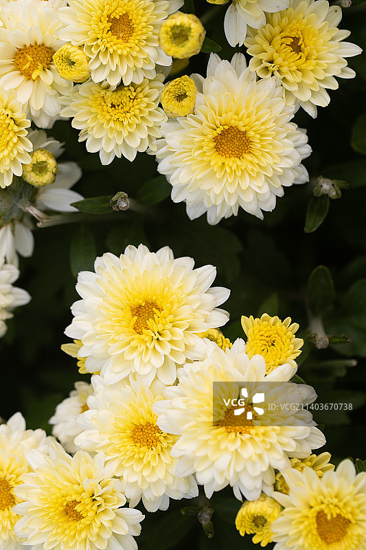 白色菊花特写图片素材
