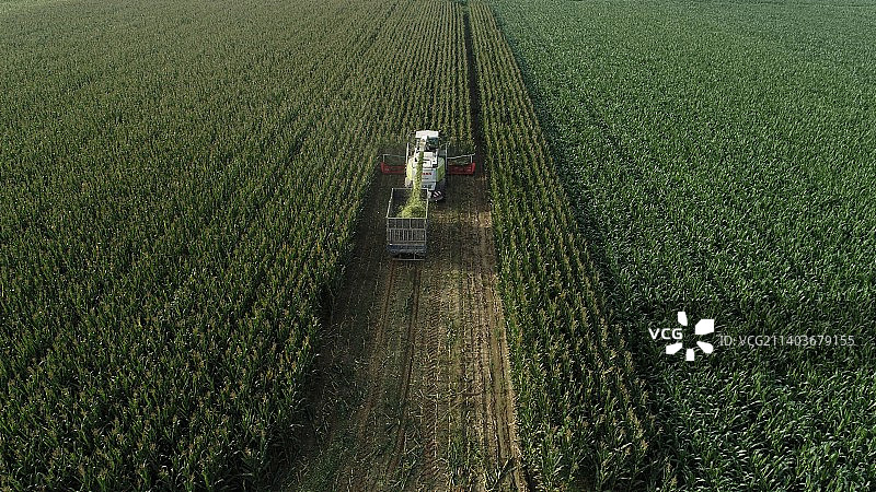 河北滦南玉米青储图片素材