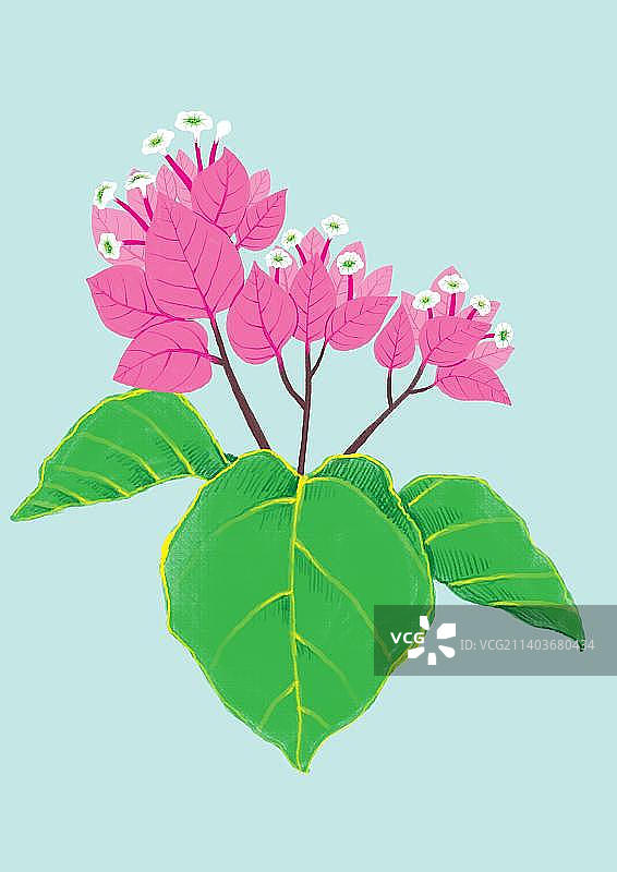 盛开的三角梅图片素材