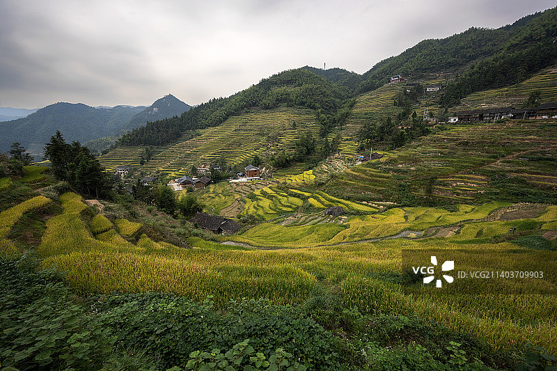 紫鹊界梯田图片素材