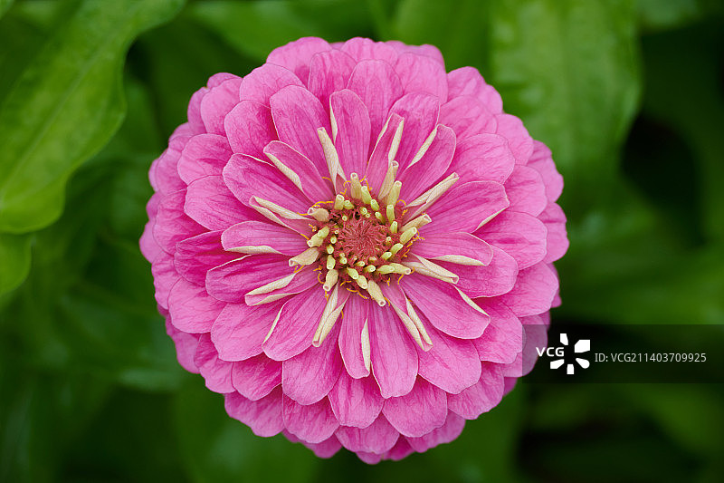 百日菊图片素材