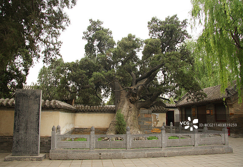河南登封嵩阳书院古老的柏树图片素材