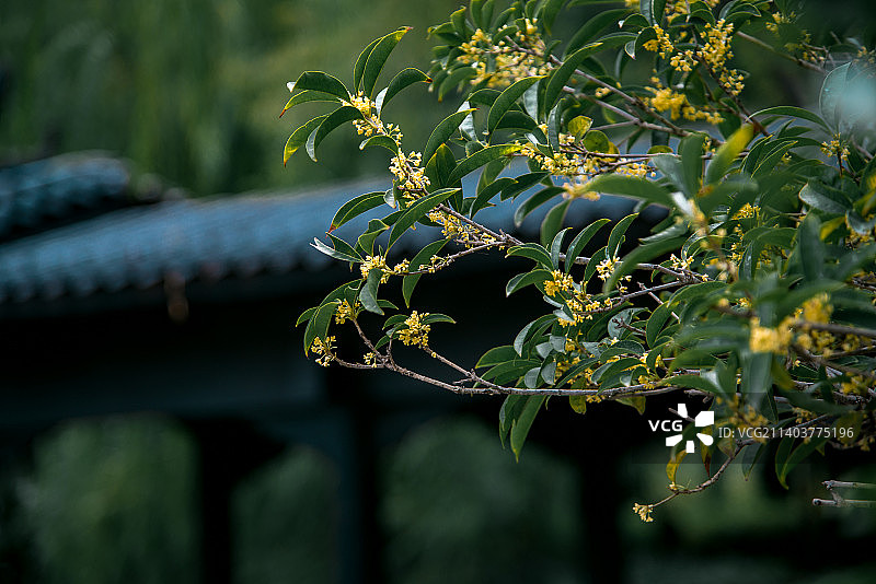 秋天古建筑旁边盛开的桂花图片素材