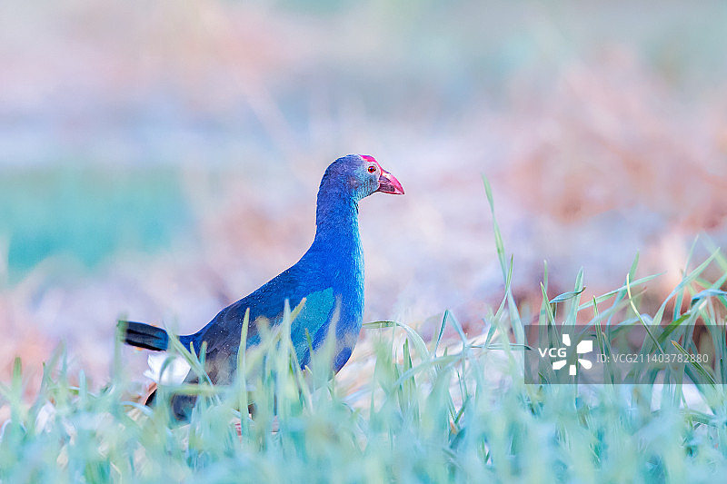 紫水鸡----青纱帐中半藏身图片素材