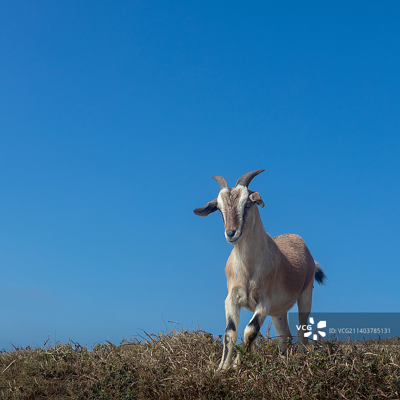 山羊图片素材
