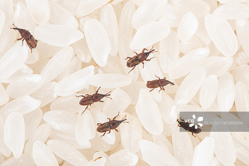 大米上的害虫米象图片素材