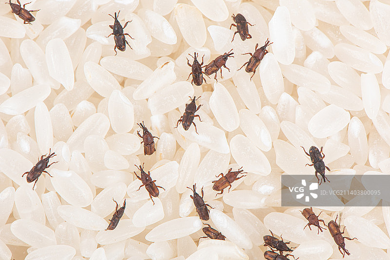 大米上的害虫米象图片素材