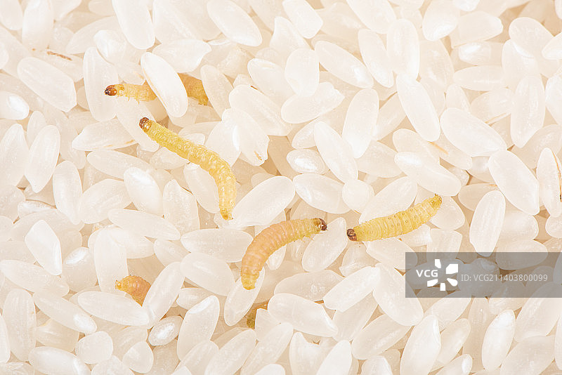 大米上的害虫印度谷螟图片素材