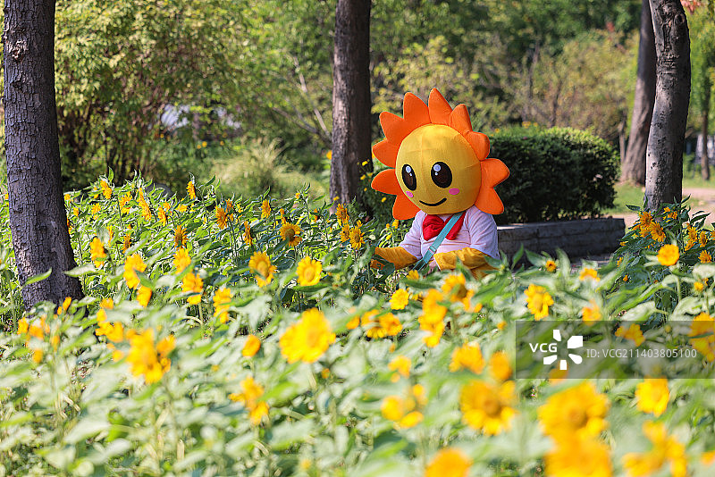 葵花向日葵图片素材