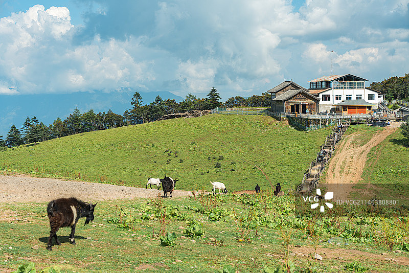 玉龙雪山牦牛坪图片素材