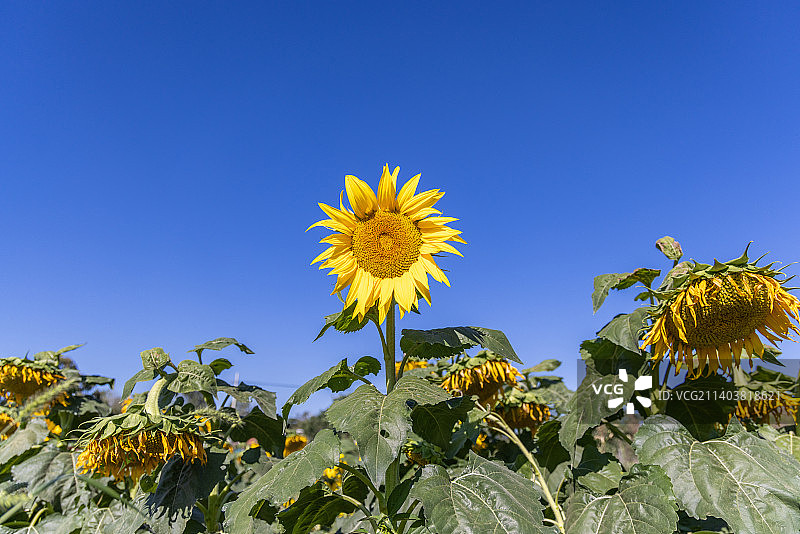 蓝天下开放的向日葵图片素材
