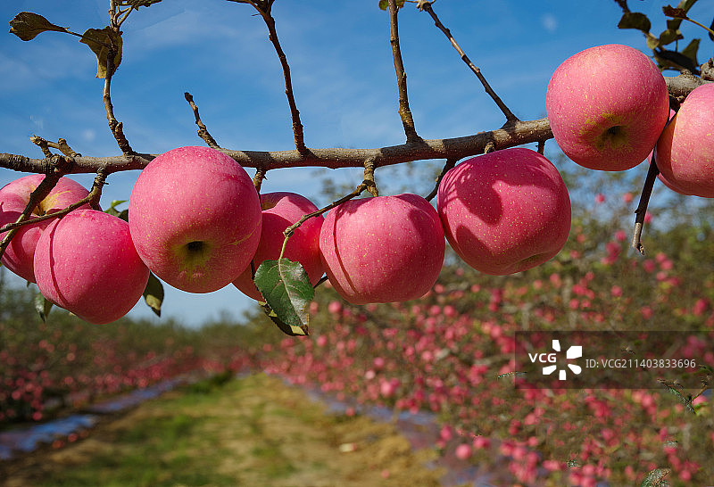 成熟的苹果挂满枝头图片素材