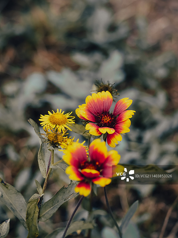 天人菊图片素材