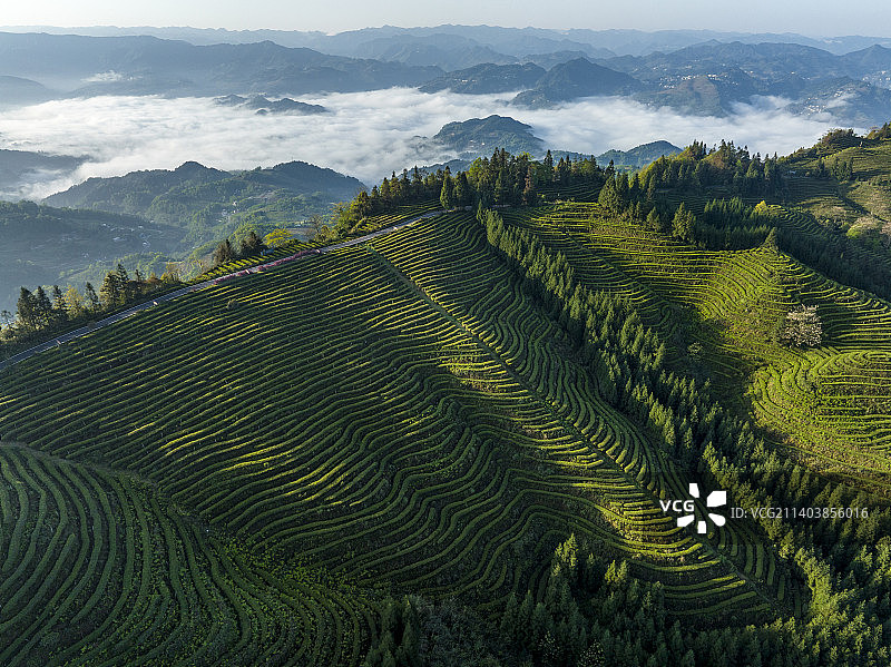 《春光映茶山》 四川宜宾鹿鸣茶山 绿图片素材
